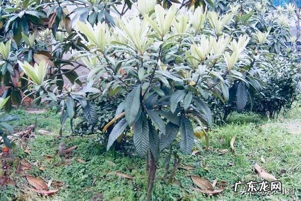 枇杷树该怎样种植？