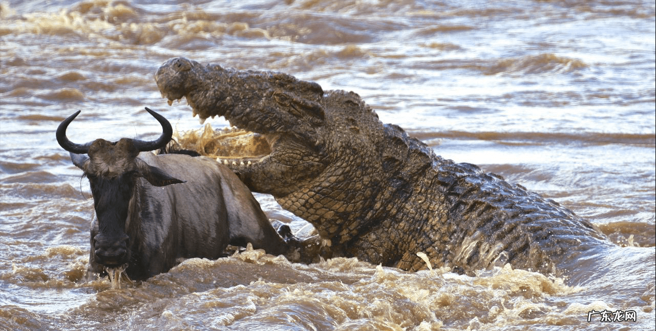 电影死亡猎手 死亡猎手