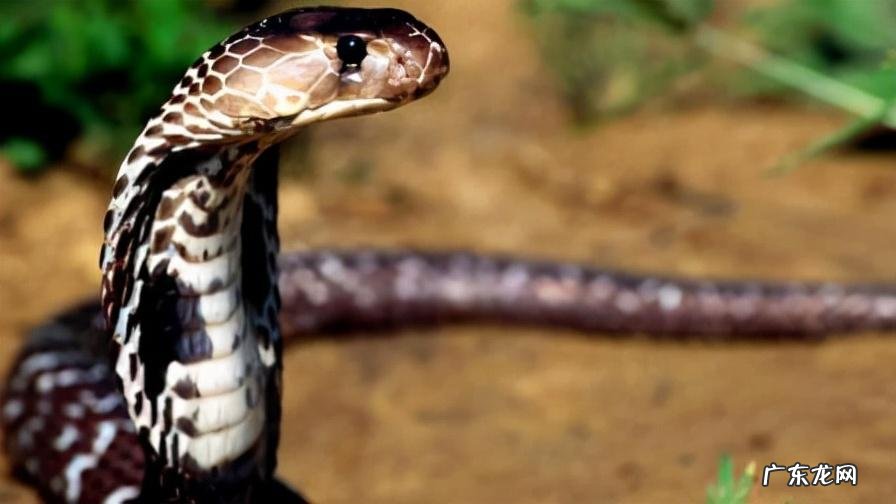 电影死亡猎手 死亡猎手