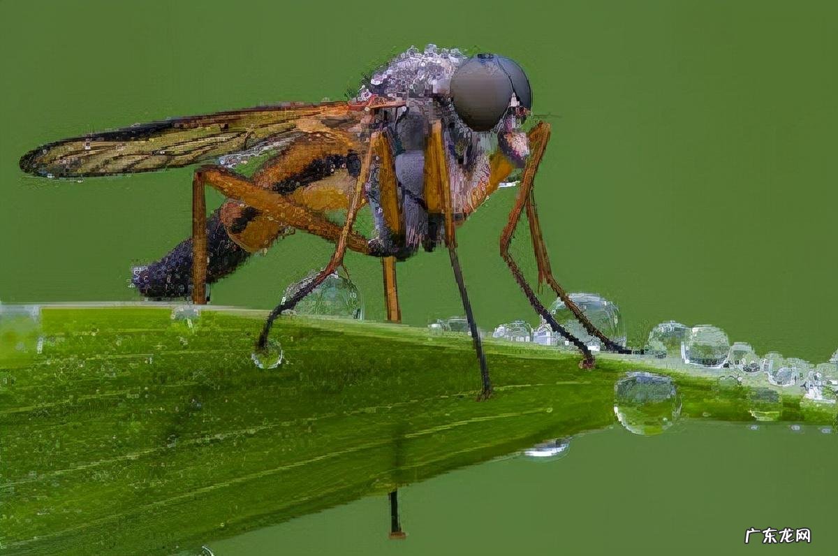 电影死亡猎手 死亡猎手