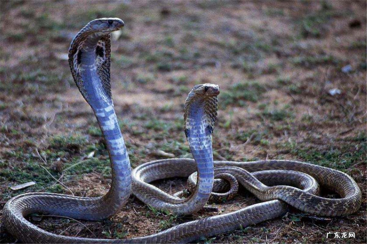 电影死亡猎手 死亡猎手