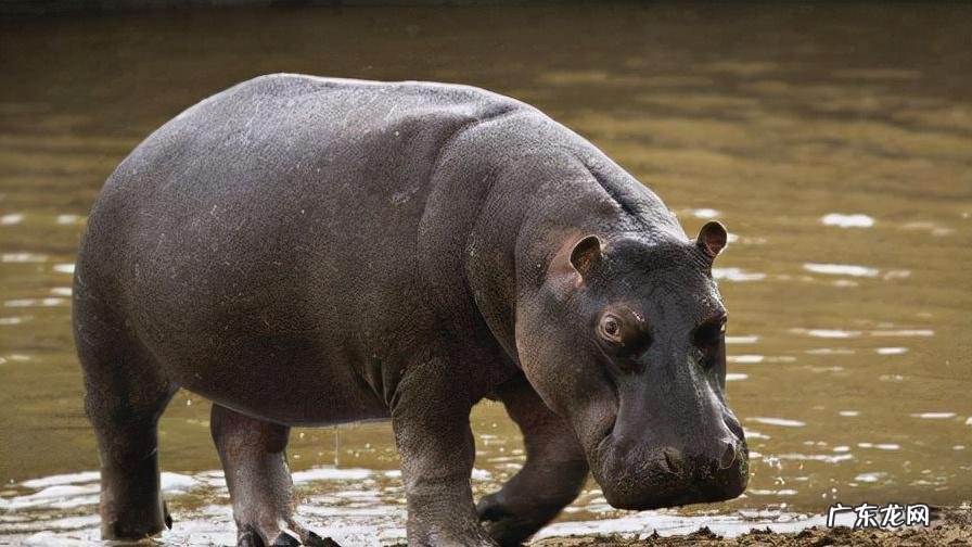 电影死亡猎手 死亡猎手