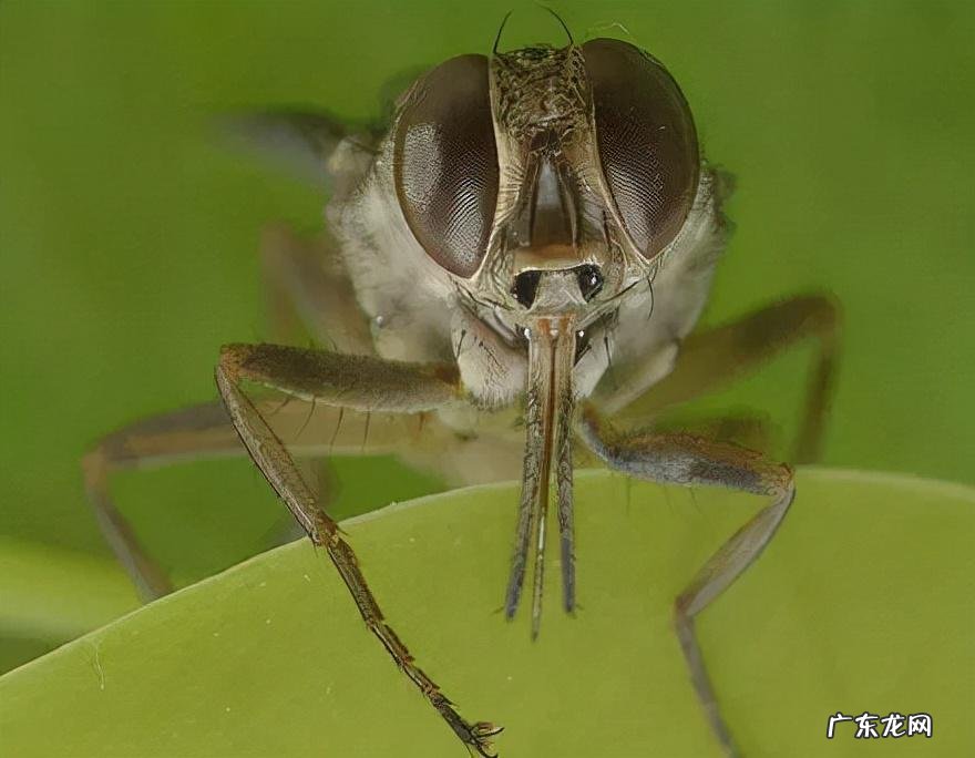 电影死亡猎手 死亡猎手