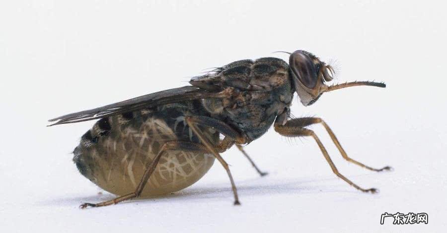 电影死亡猎手 死亡猎手