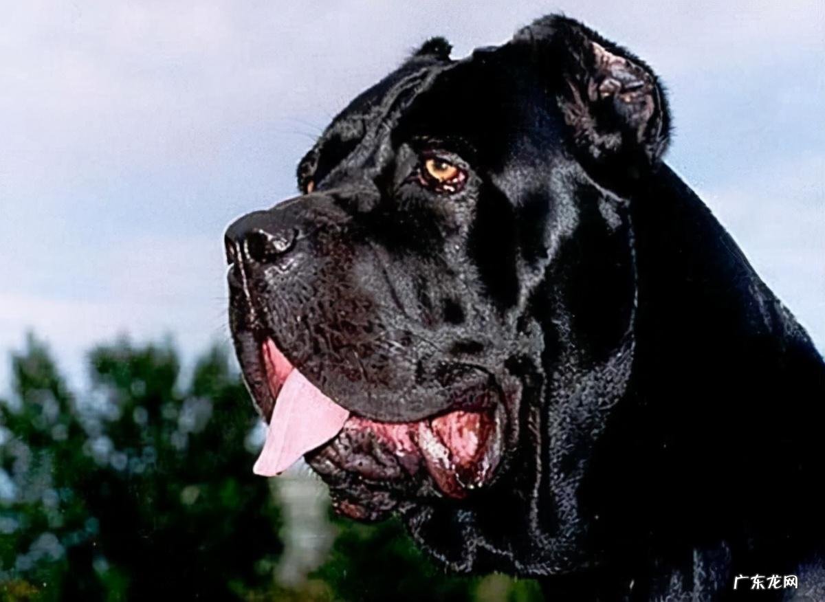 电影死亡猎手 死亡猎手