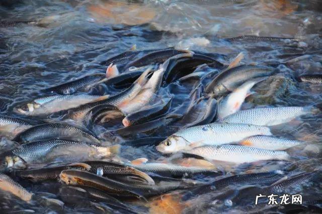 吃生冷怎么调理