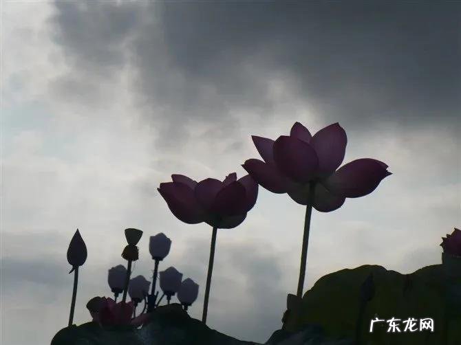 一朵朵红莲 盛开的红莲电视剧