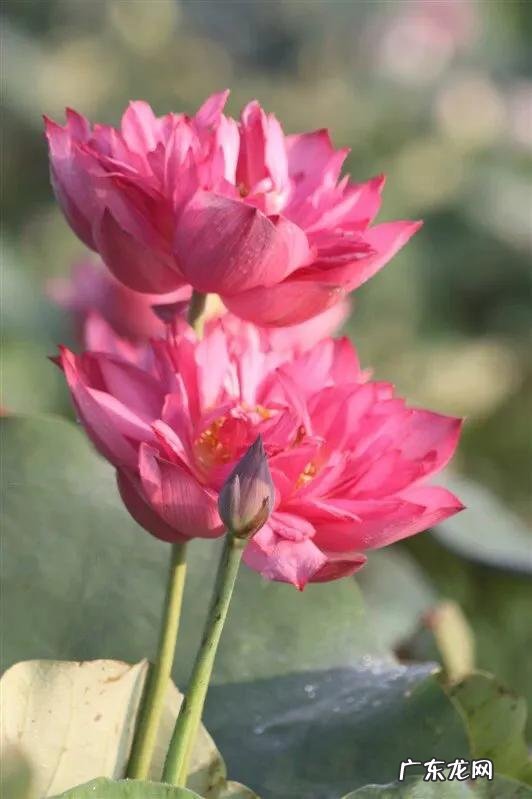 一朵朵红莲 盛开的红莲电视剧