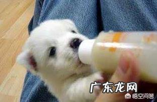 狗狗羊奶粉什么牌子好?怎么挑选狗狗羊奶粉?