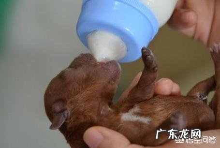 狗狗羊奶粉什么牌子好?怎么挑选狗狗羊奶粉?