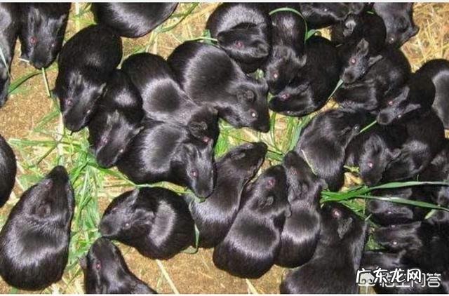 一亩地牧草能养多少只黑豚？