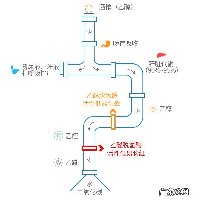 怎么喝酒才对身体好？