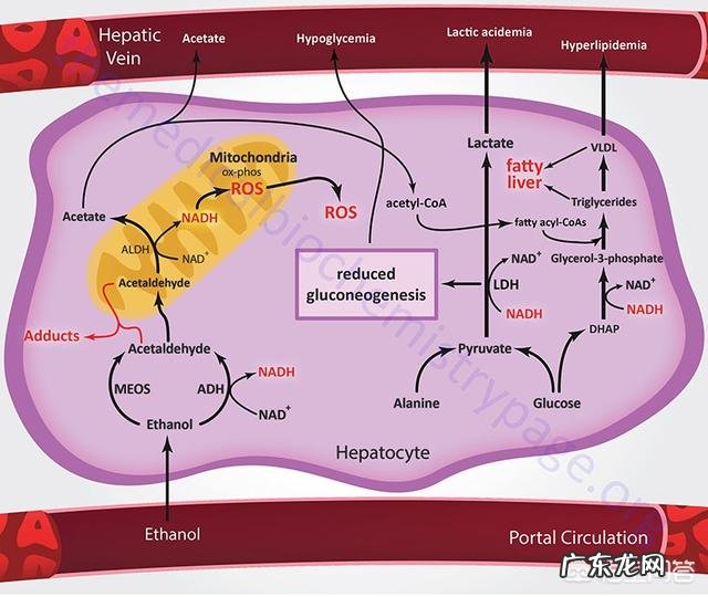 怎么喝酒才对身体好？