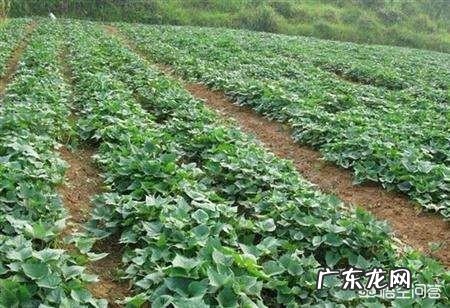 锌肥对红薯有什么作用？