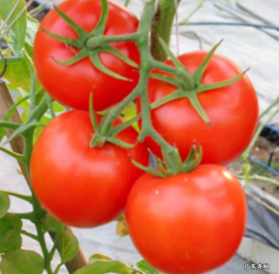 吃什么食物能快速减肥 吃什么东西减肥最快速