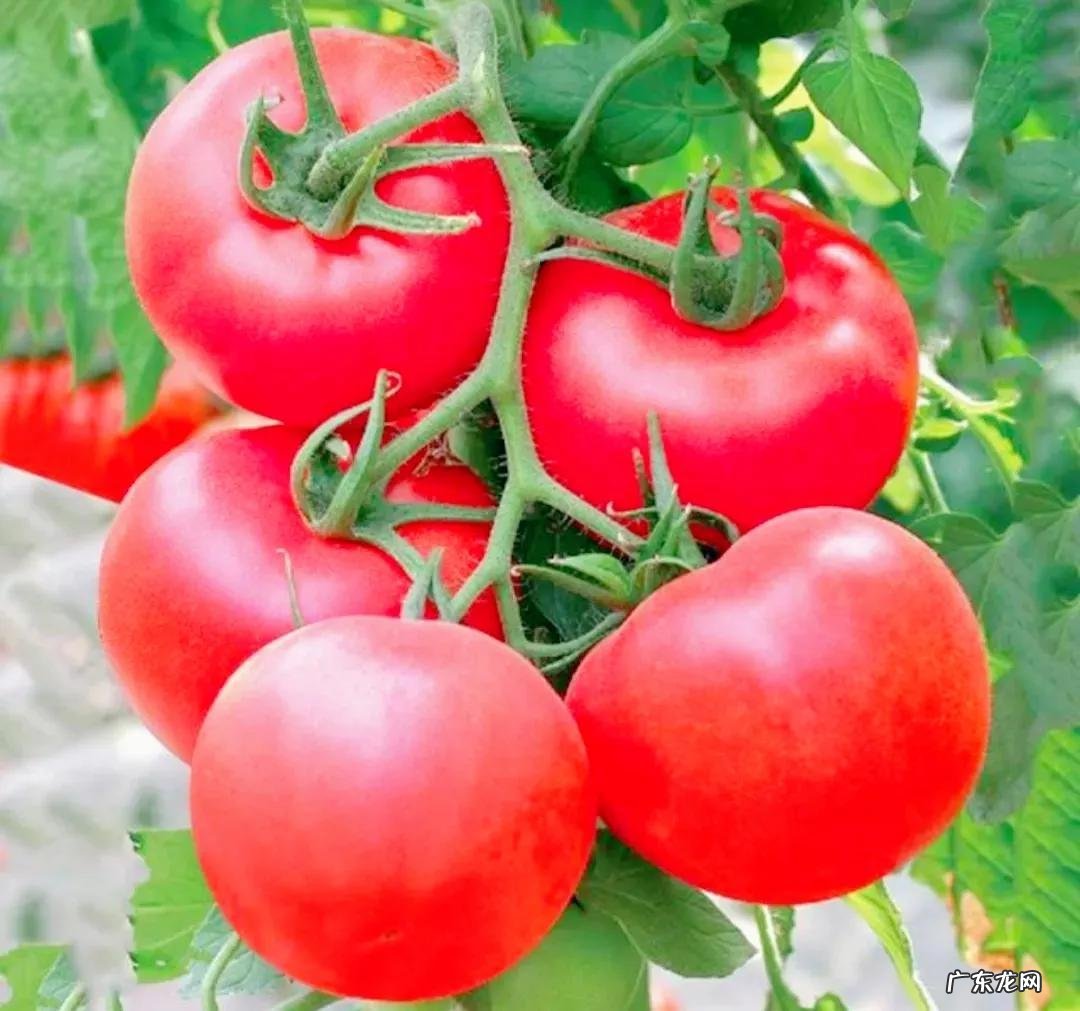 吃什么食物能快速减肥 吃什么东西减肥最快速