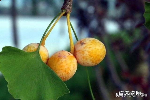 银杏果有毒吗?吃它有什么好处?