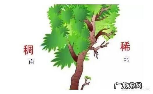 世界上还有哪些天然的指南针?