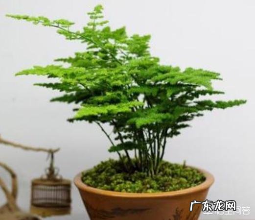 文竹与云竹的区别是什么?你更喜欢哪个?