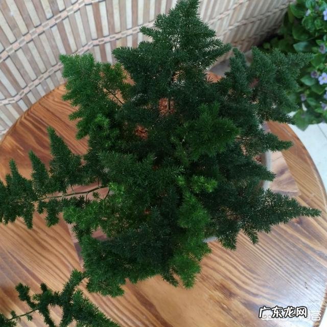 文竹与云竹的区别是什么?你更喜欢哪个?