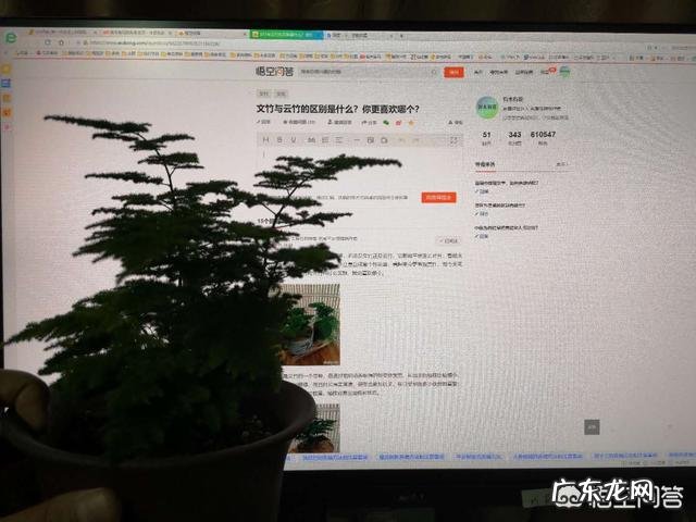 文竹与云竹的区别是什么?你更喜欢哪个?