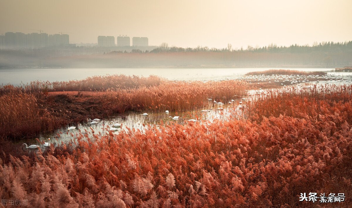 癞蛤蟆想吃天鹅肉 癞蛤蟆想吃天鹅肉歇后语