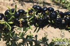 野生黑枸杞的作用？