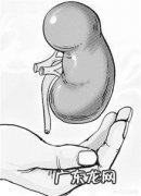 补肾的食物有哪些？适合哪些人食用？