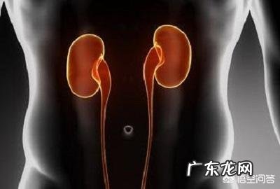 补肾的食物有哪些?适合哪些人食用?