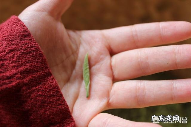 白毫银针与君山银针有什么区别?
