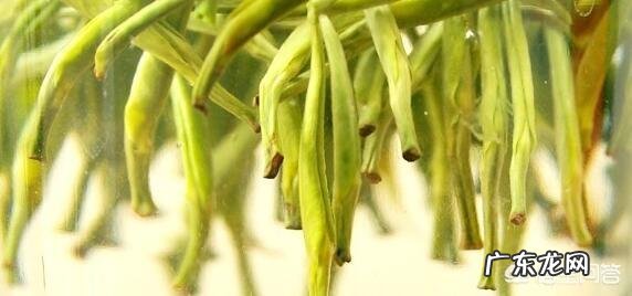 白毫银针与君山银针有什么区别?