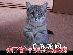 边牧吃什么狗粮比较好?