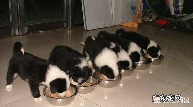 边牧吃什么狗粮比较好?