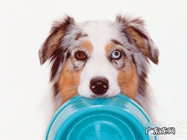 边牧吃什么狗粮比较好？