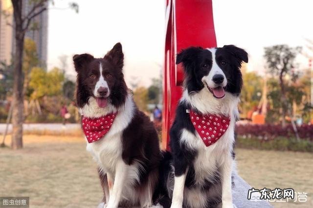 边牧吃什么狗粮比较好?