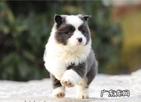 边牧吃什么狗粮比较好?