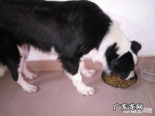 边牧吃什么狗粮比较好？