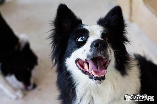 边牧吃什么狗粮比较好?