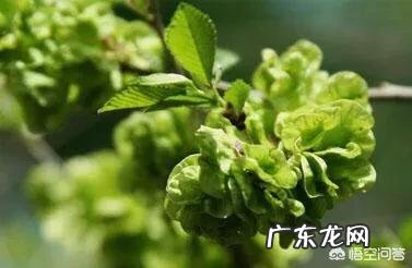 你们当地对野菜有哪些新奇好吃的做法?