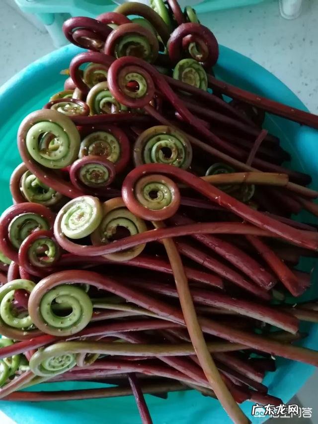 你们当地对野菜有哪些新奇好吃的做法？