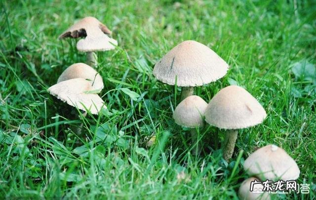 你们当地对野菜有哪些新奇好吃的做法？