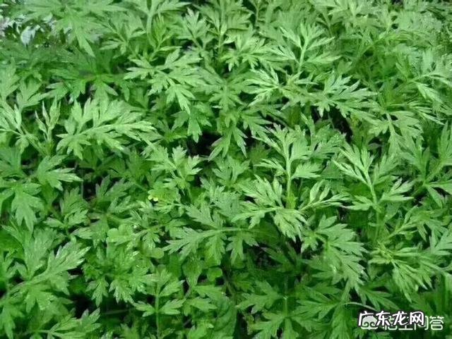 你们当地对野菜有哪些新奇好吃的做法?
