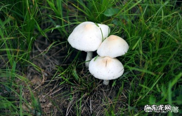 你们当地对野菜有哪些新奇好吃的做法？