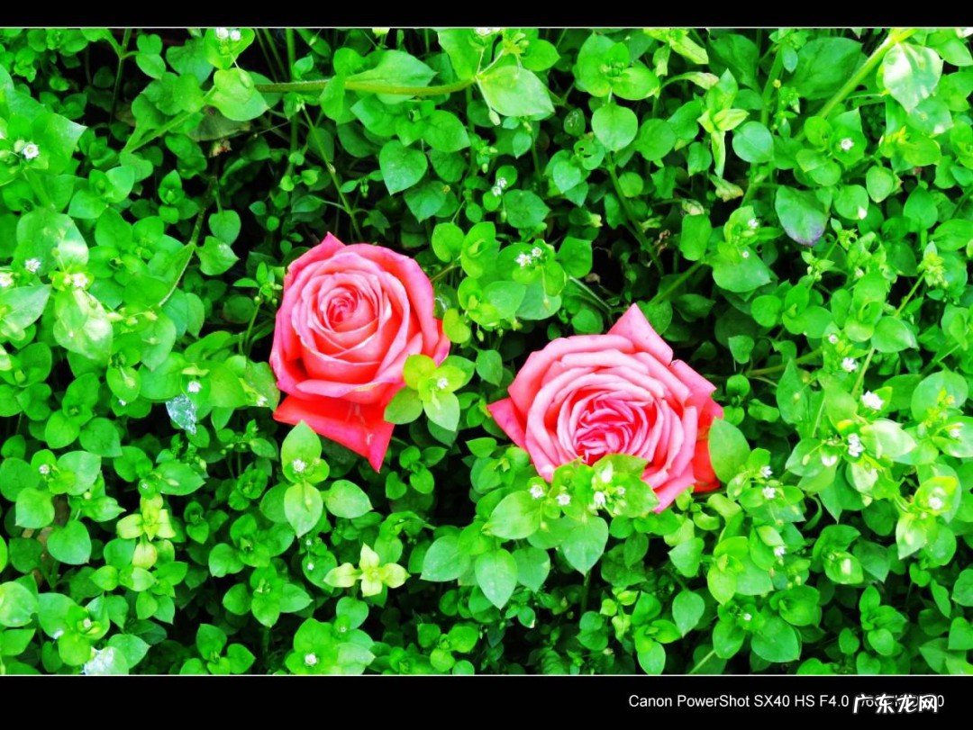 玫瑰朵数的含义