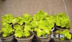 阳台栽盆“大生菜” 家里种阳台种什么蔬菜对风水好