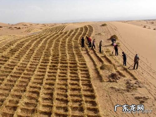 沙漠应不应该植树造林？