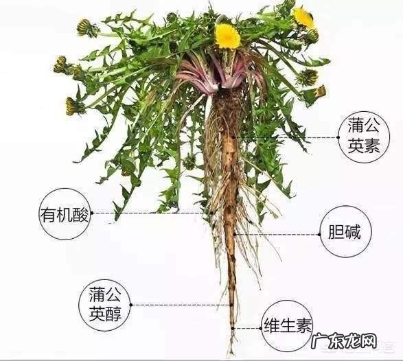 红参能不能和蒲公英一起服用呢?