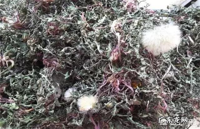 红参能不能和蒲公英一起服用呢?