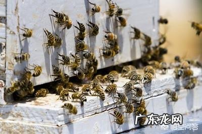 秋天大概什么温度停止秋繁?