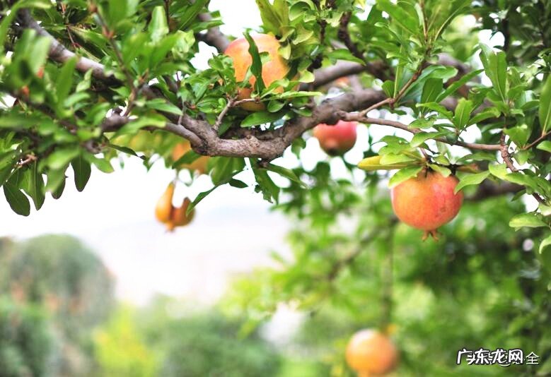 中国水果产地分布：什么地方产什么水果？ 亚热带水果有哪些?